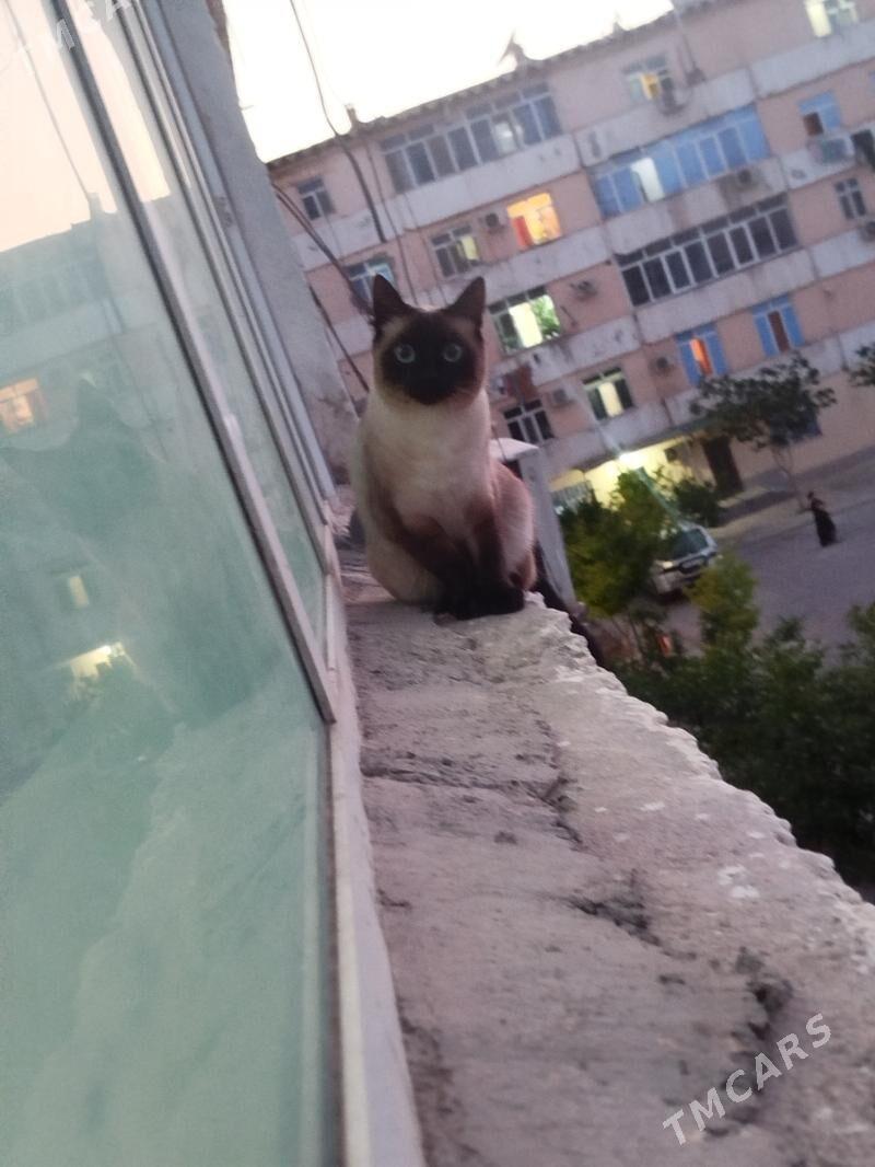 отдам котика - Büzmeýin GRES - img 1