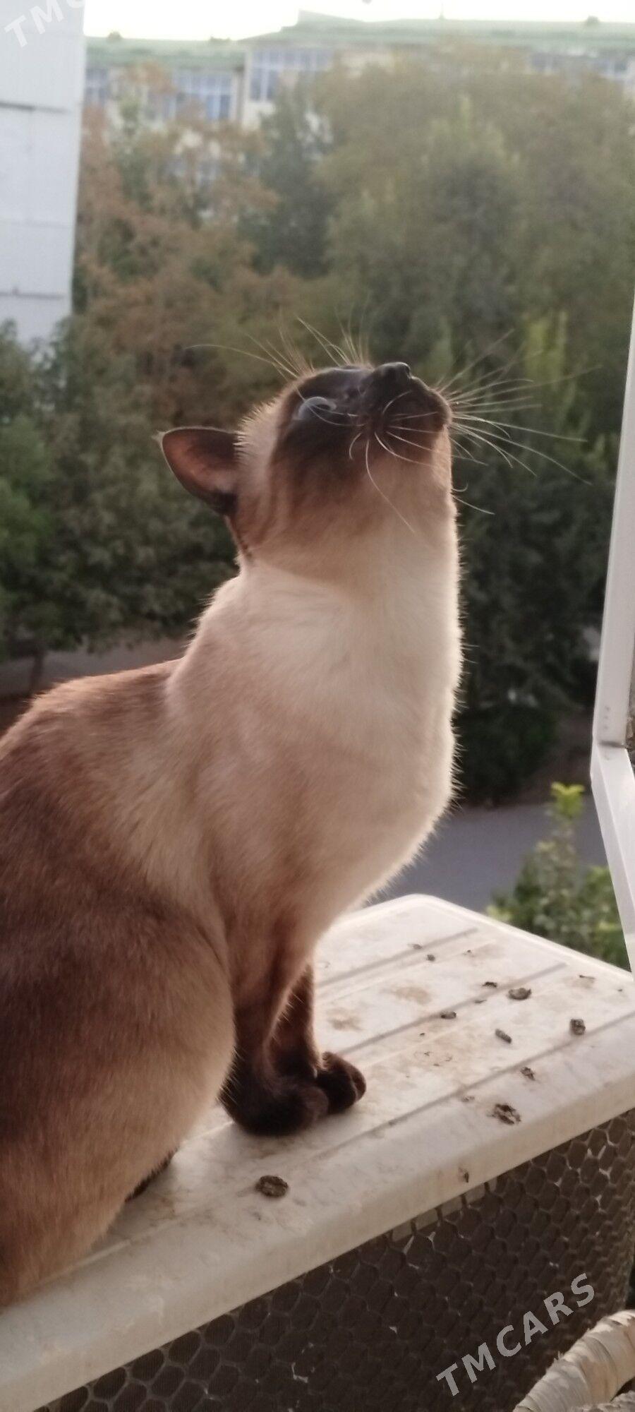 отдам котика - Büzmeýin GRES - img 4