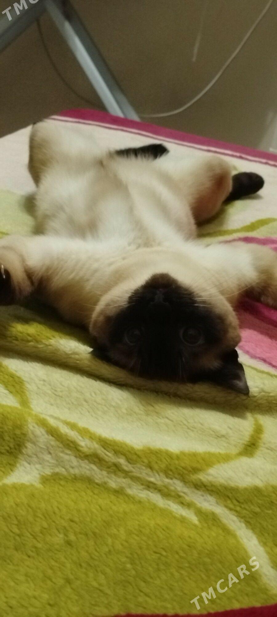 отдам котика - Büzmeýin GRES - img 5