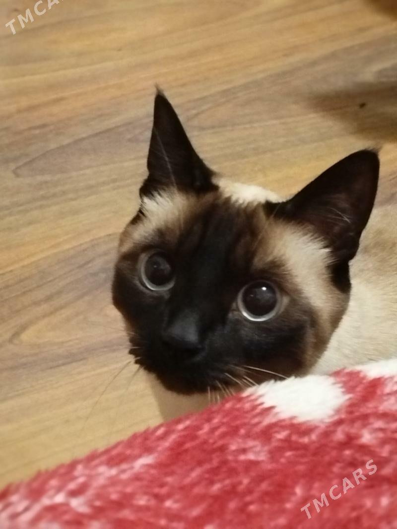 отдам котика - Büzmeýin GRES - img 2