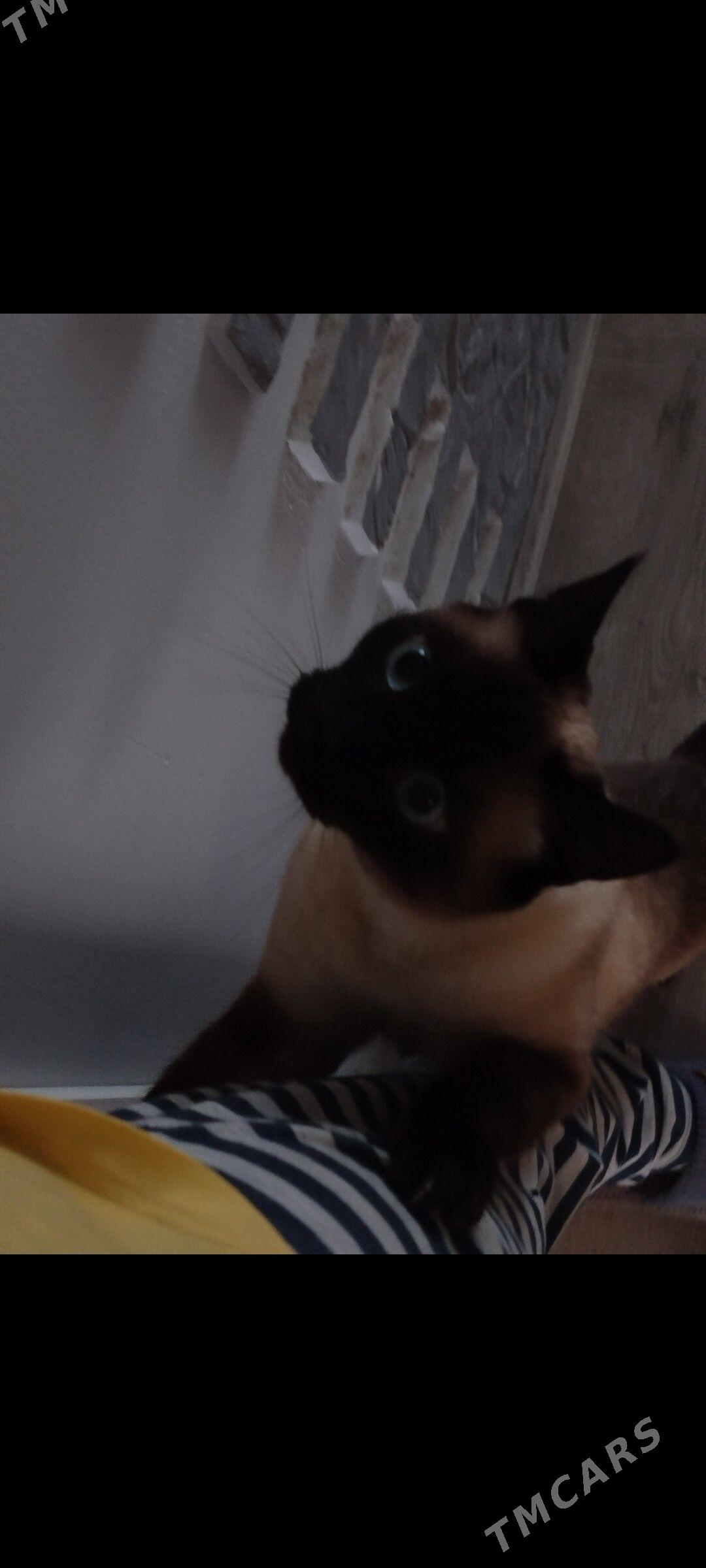 отдам котика - Büzmeýin GRES - img 8