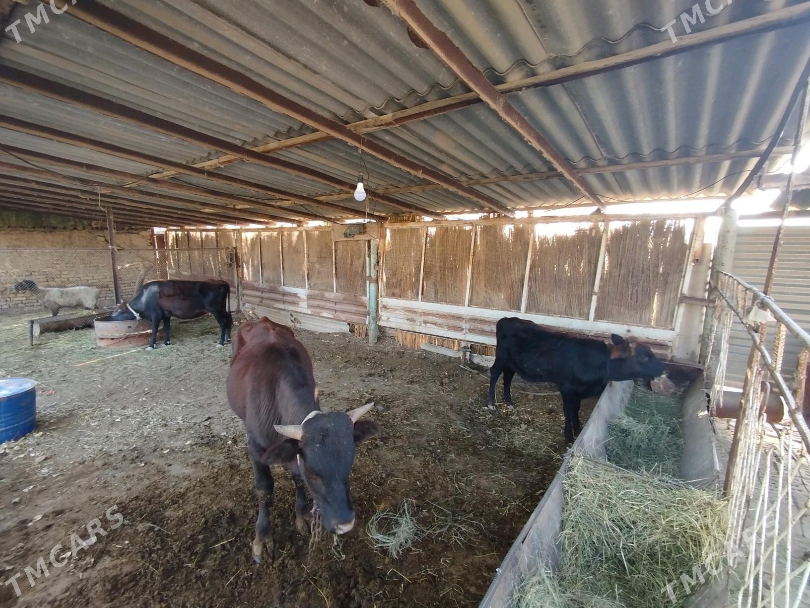 goleli sygyr we okuzce - Сакарчага - img 5