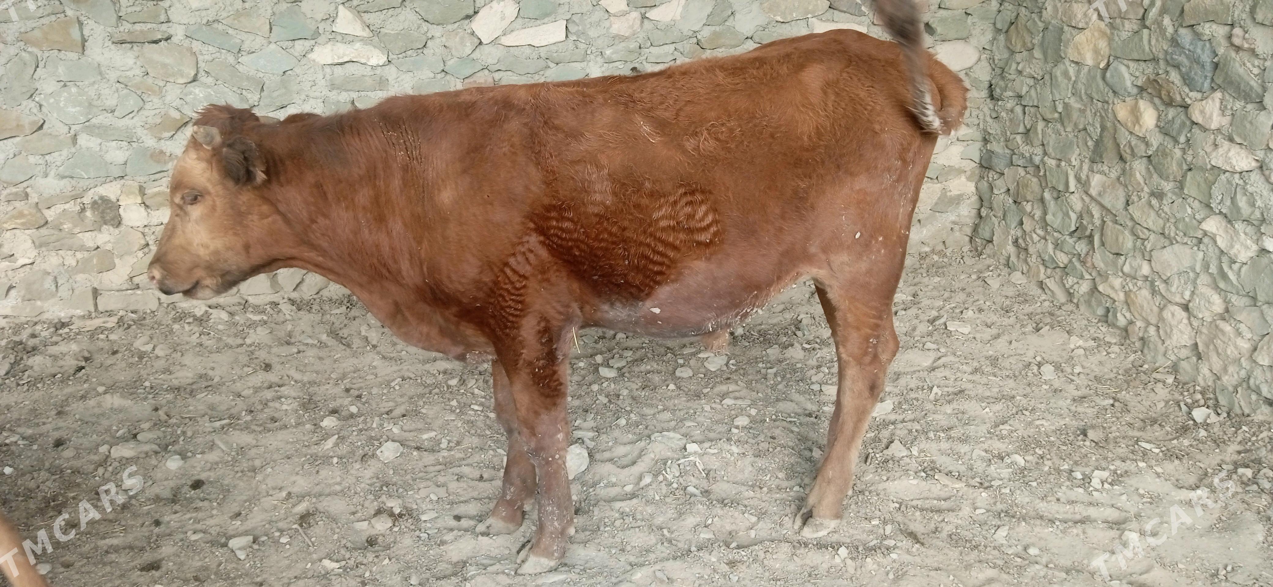 Okuz - Берекет - img 3