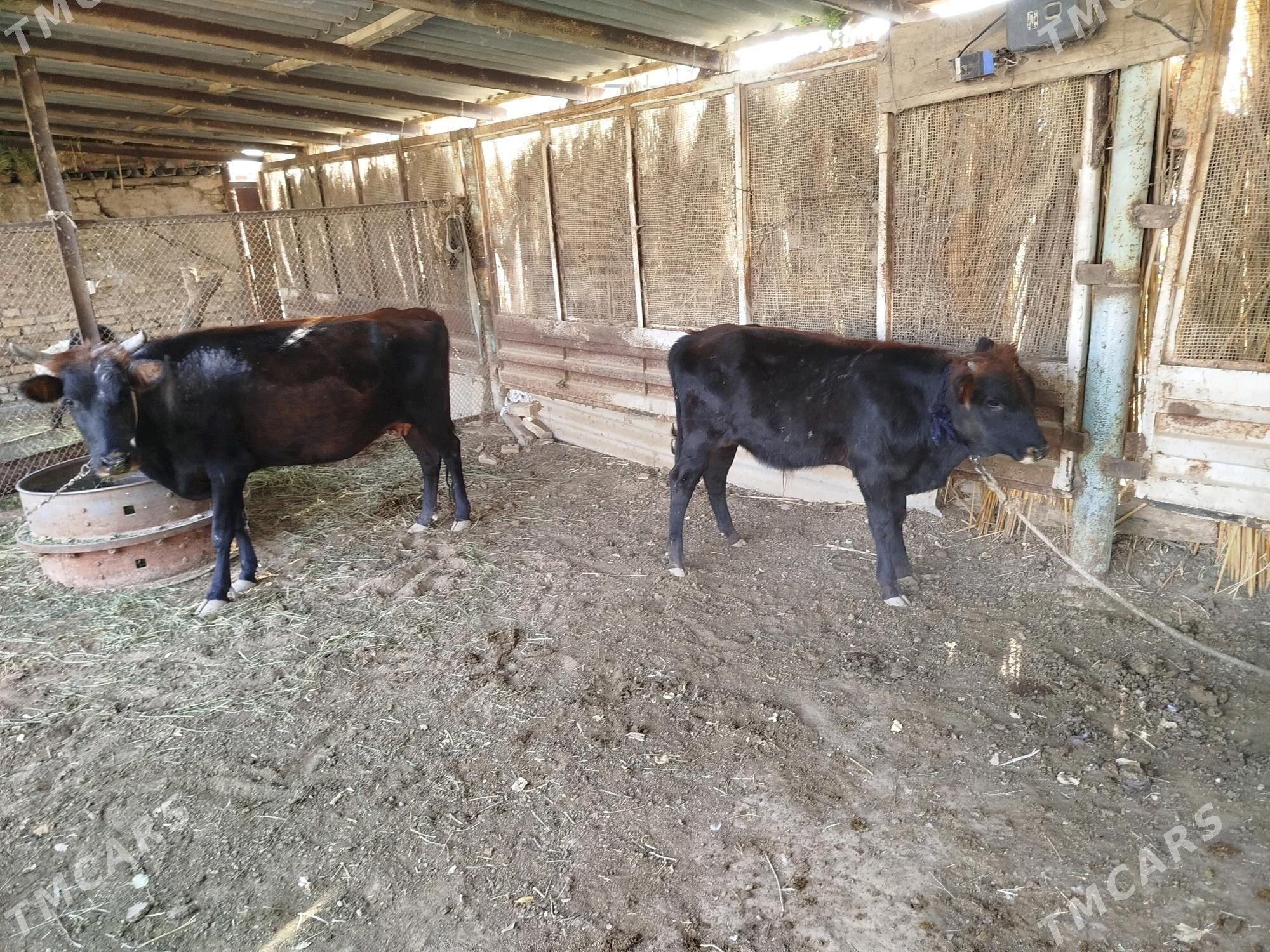 goleli sygyr we okuzce - Сакарчага - img 1