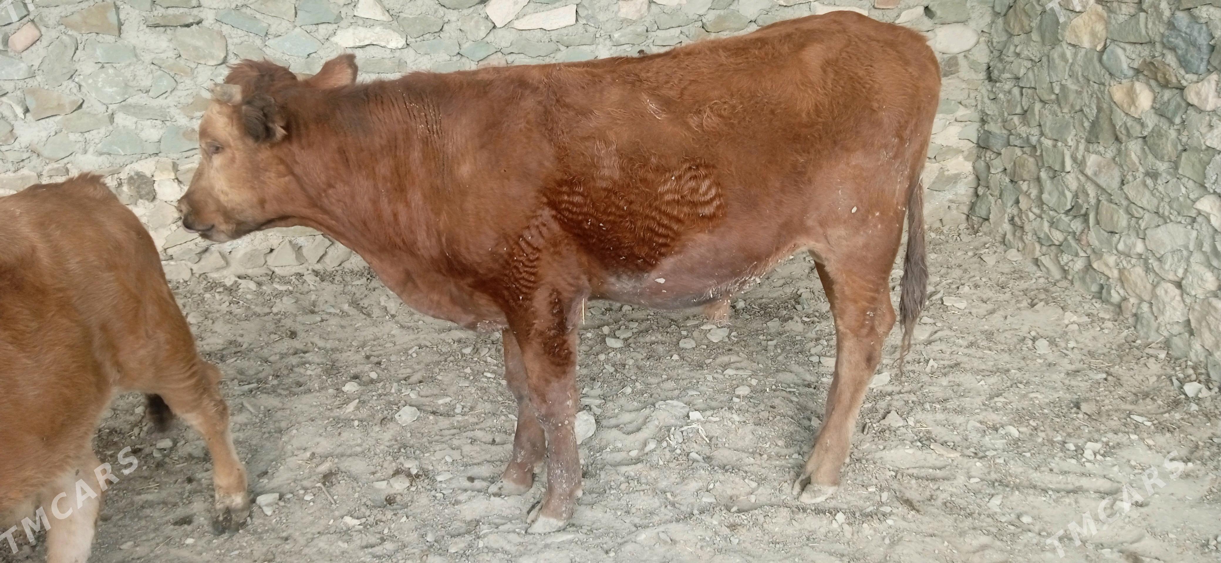 Okuz - Берекет - img 4