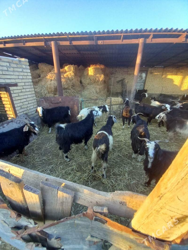 geci - Берекет - img 2