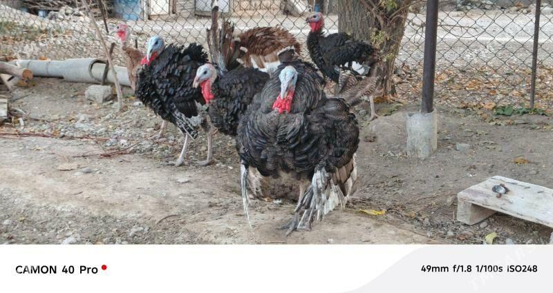 Induk - Бузмеин - img 1