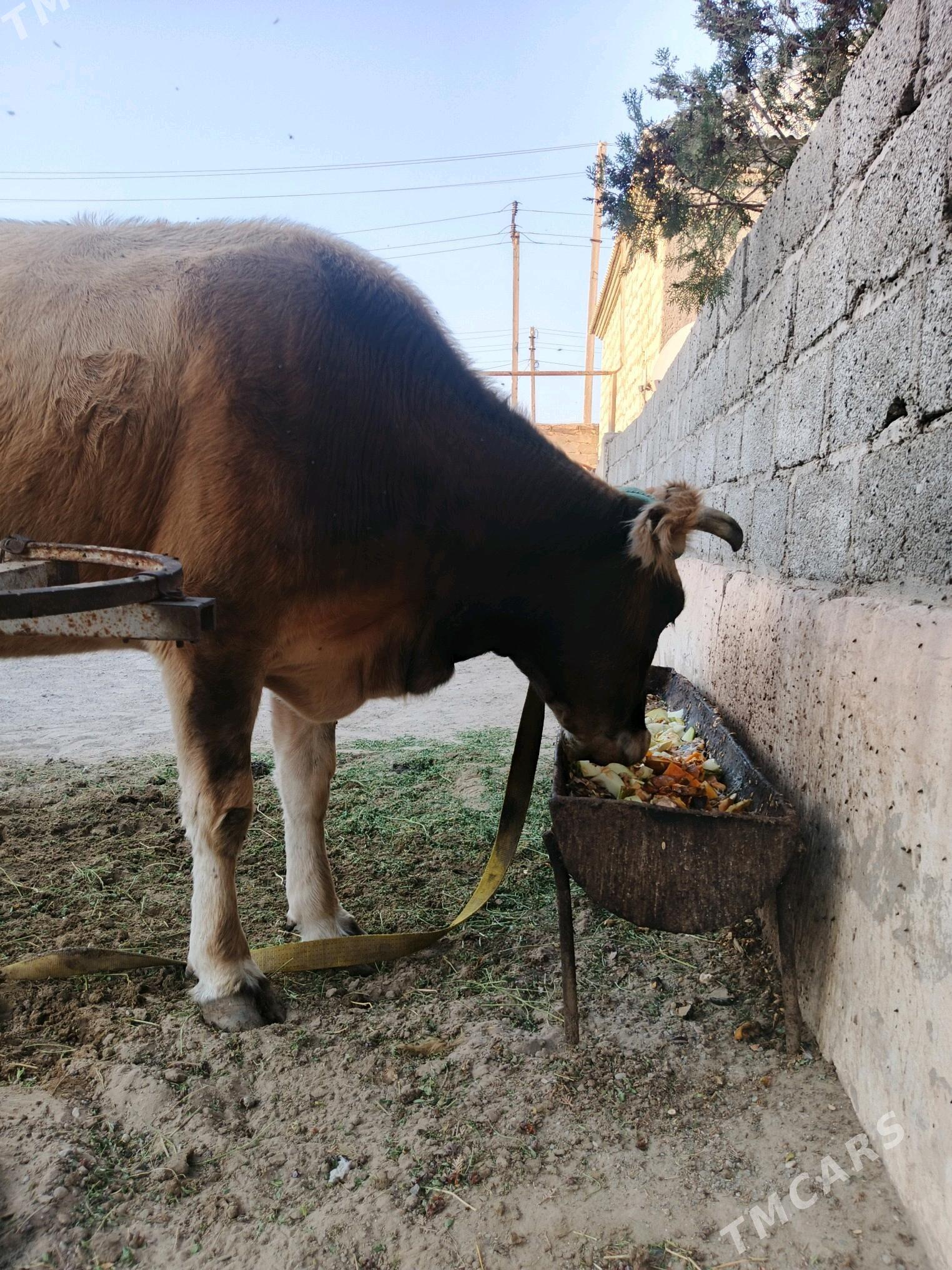 sygyr - Гумдаг - img 2