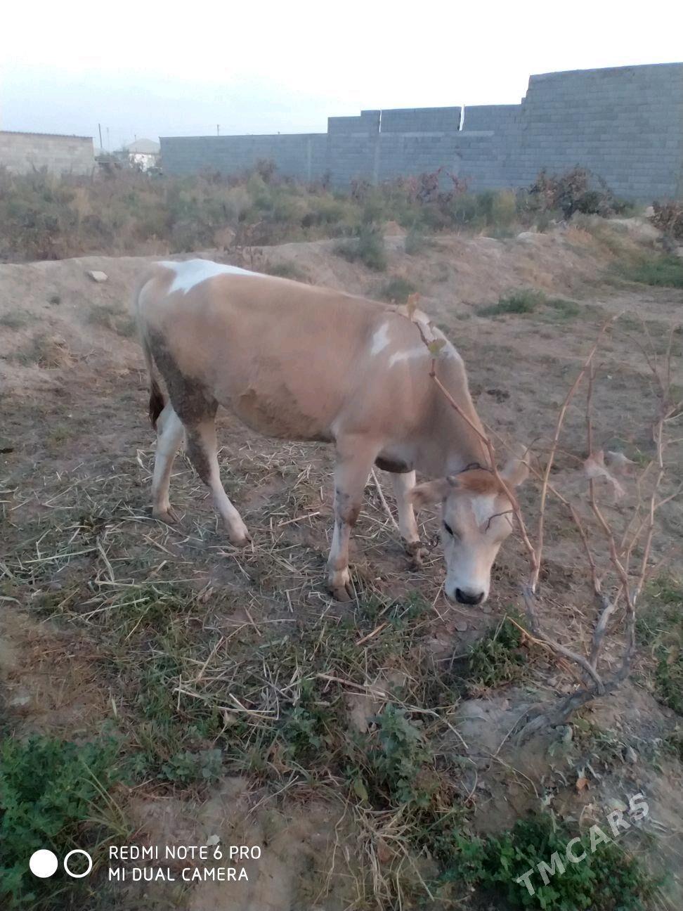 tuwe - Гёкдепе - img 1