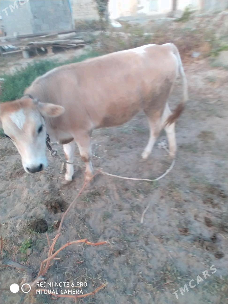 tuwe - Гёкдепе - img 3