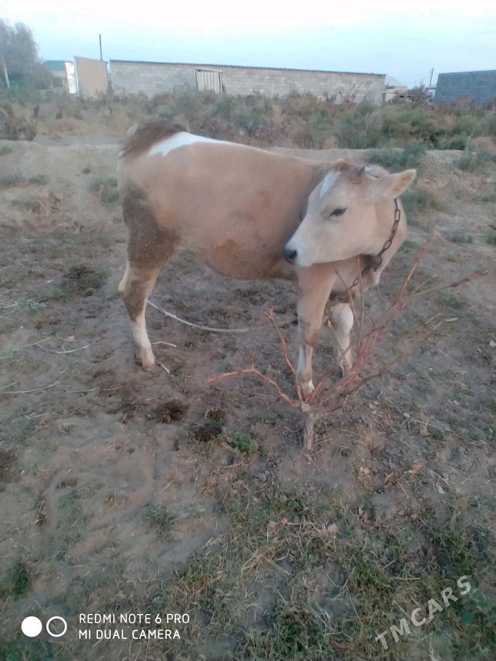 tuwe - Гёкдепе - img 2