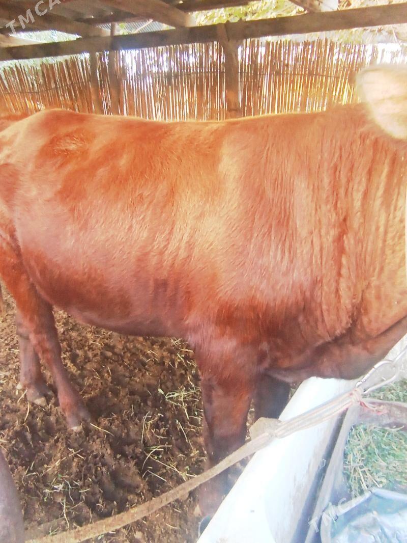 Okuzce - Мары - img 4