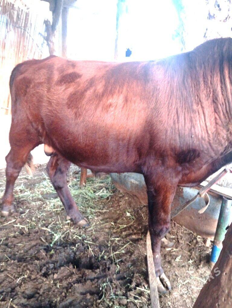 Okuzce - Мары - img 1