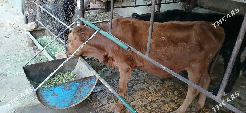 okyz - Хитровка - img 3