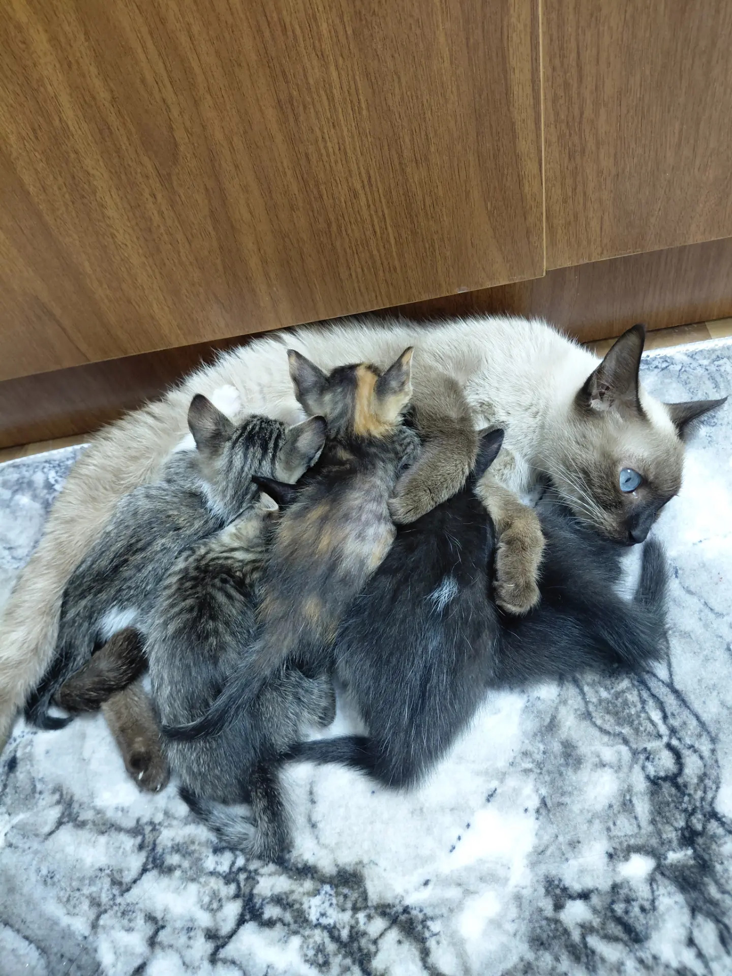 В ДОБРЫЕ РУКИ - Туркменабат - img 8