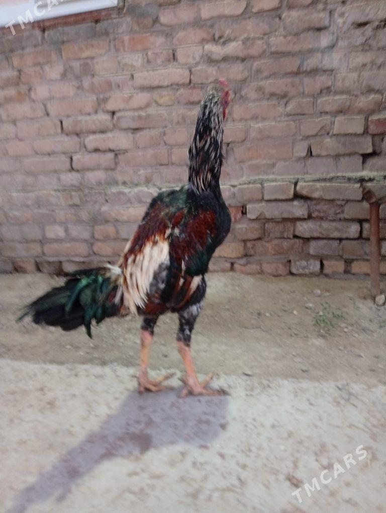 baysy horaz - Çärjew - img 1