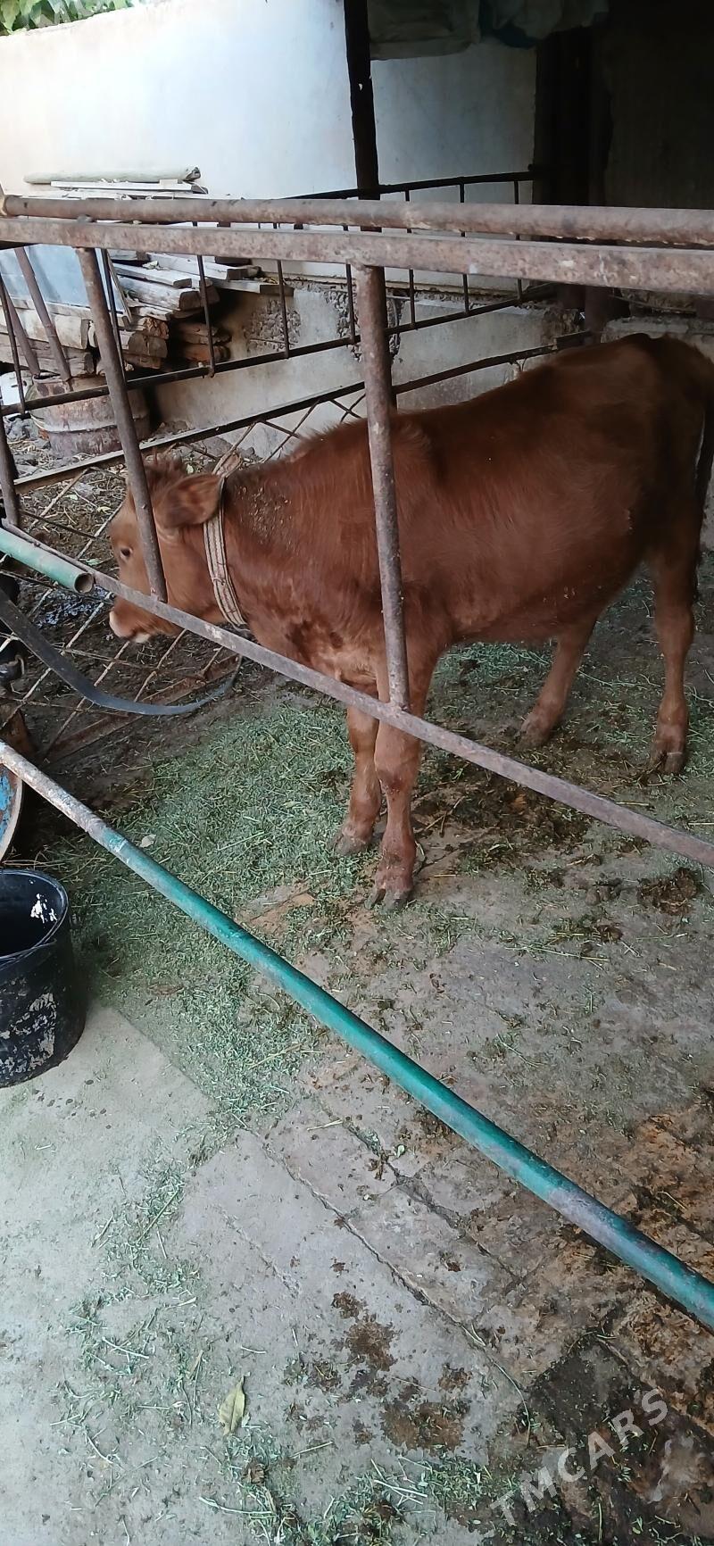 okyz - Хитровка - img 6