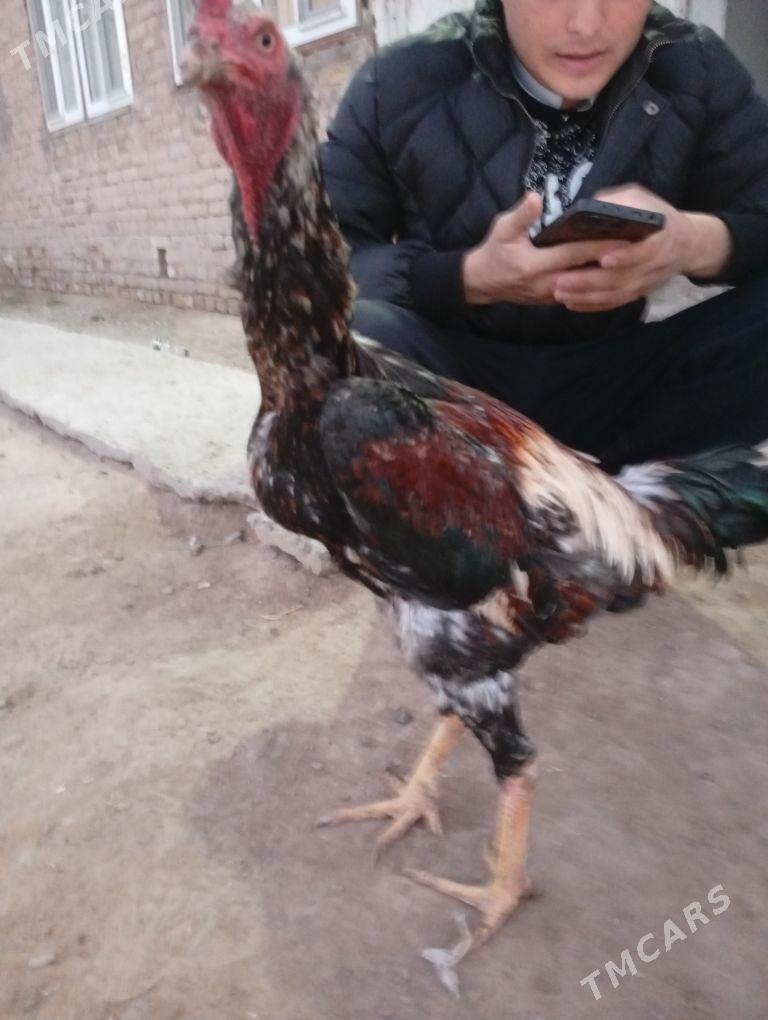 baysy horaz - Çärjew - img 2