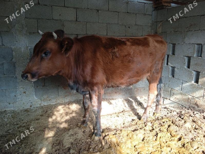 tüwe tuwe - Кипджак - img 3