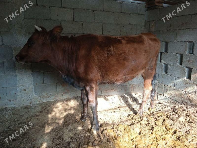 tüwe tuwe - Кипджак - img 2