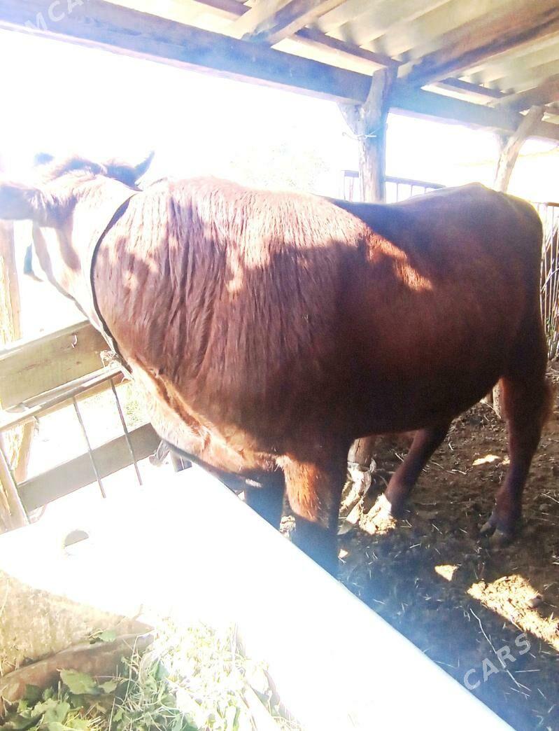 Okuzce - Мары - img 6