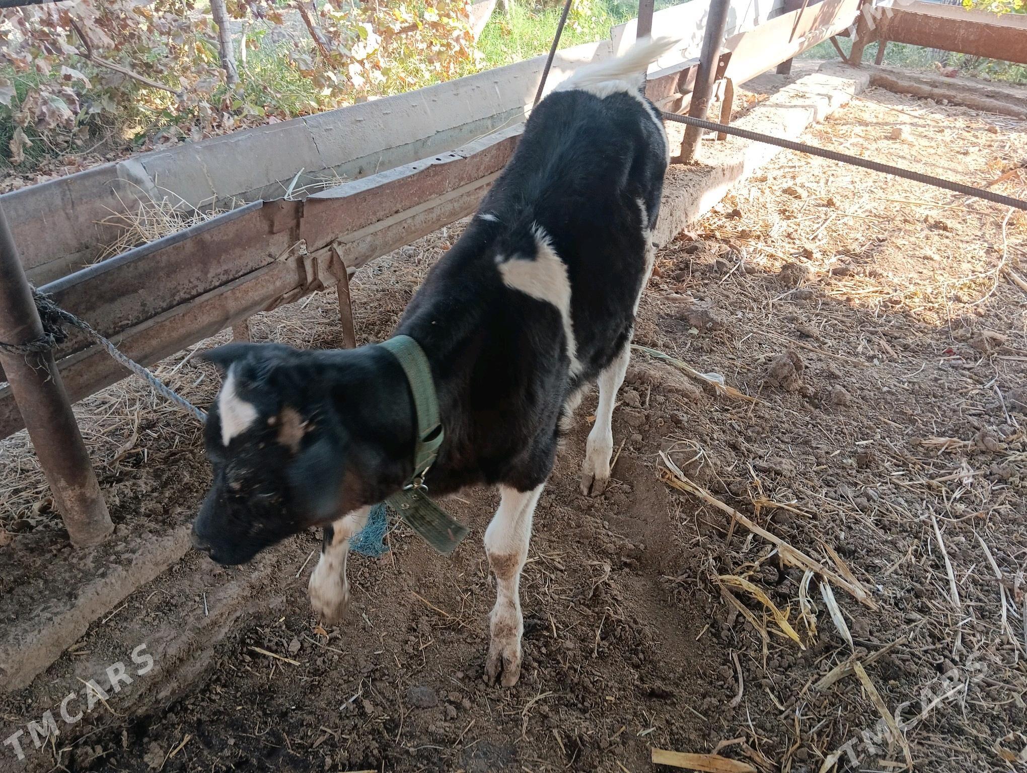 Göleli sygyr - Чарджоу - img 7