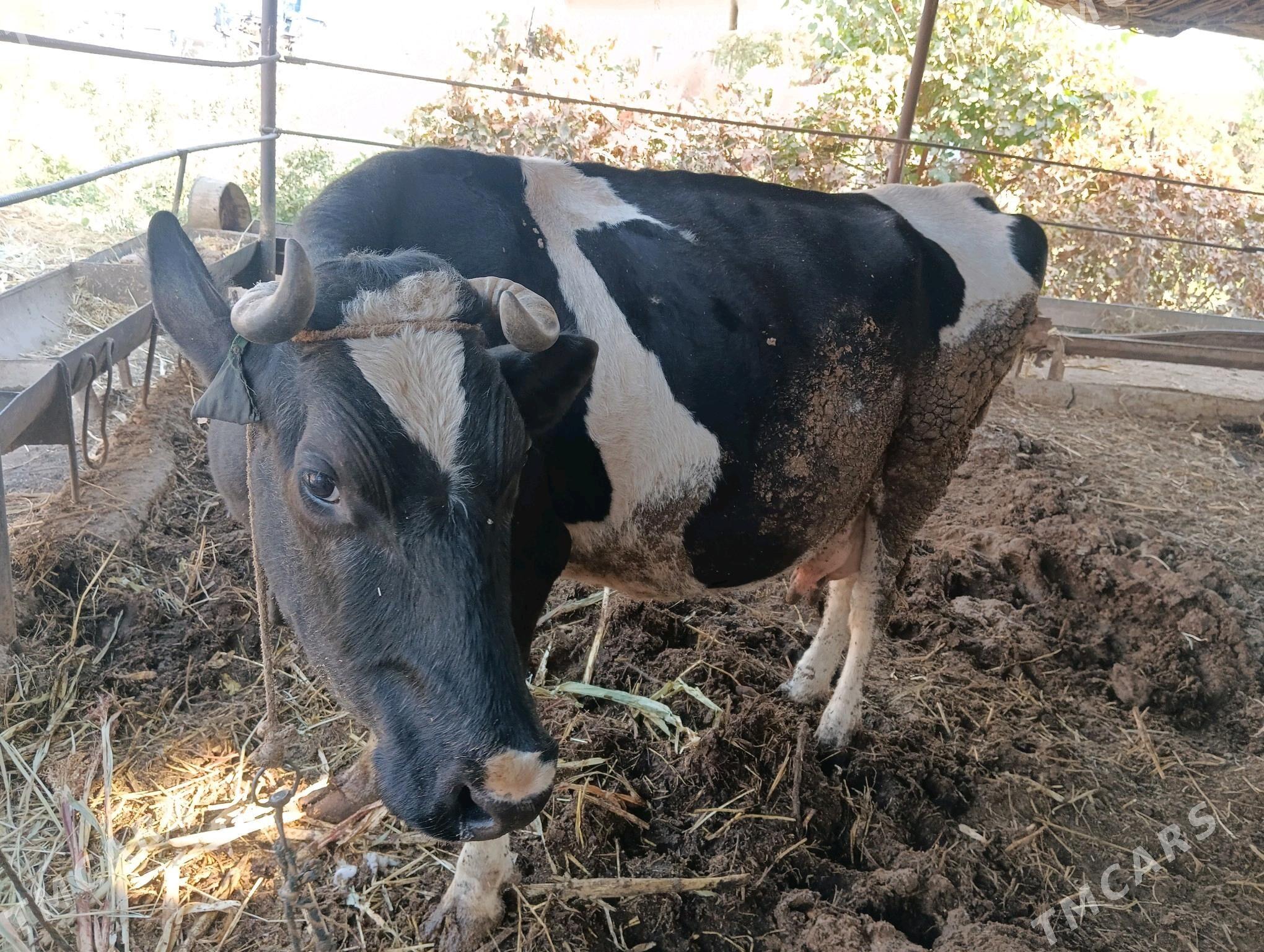 Göleli sygyr - Чарджоу - img 4