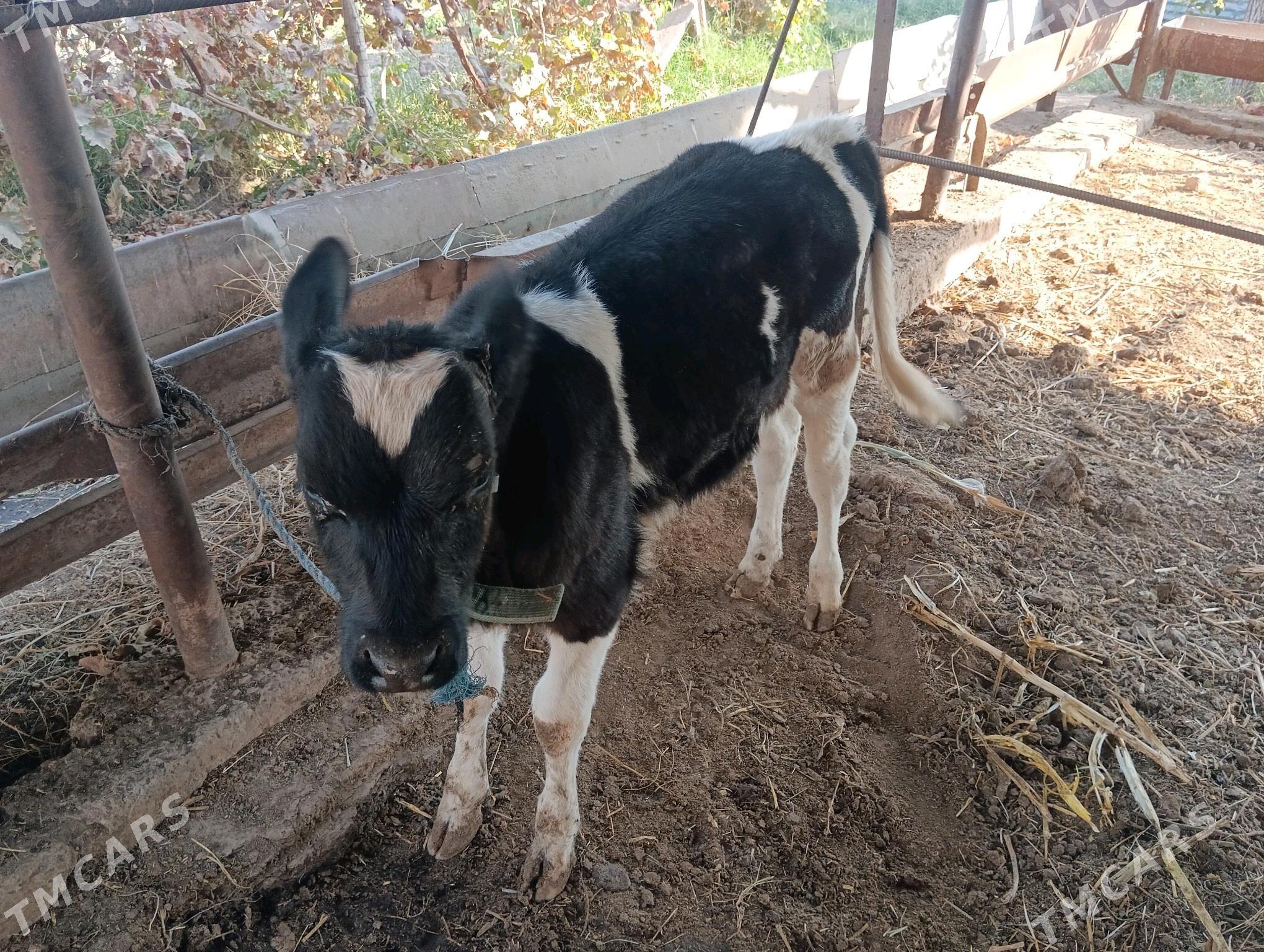 Göleli sygyr - Чарджоу - img 5