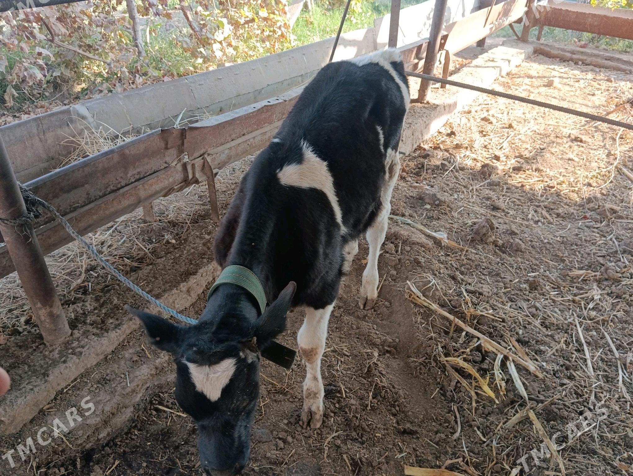 Göleli sygyr - Чарджоу - img 2