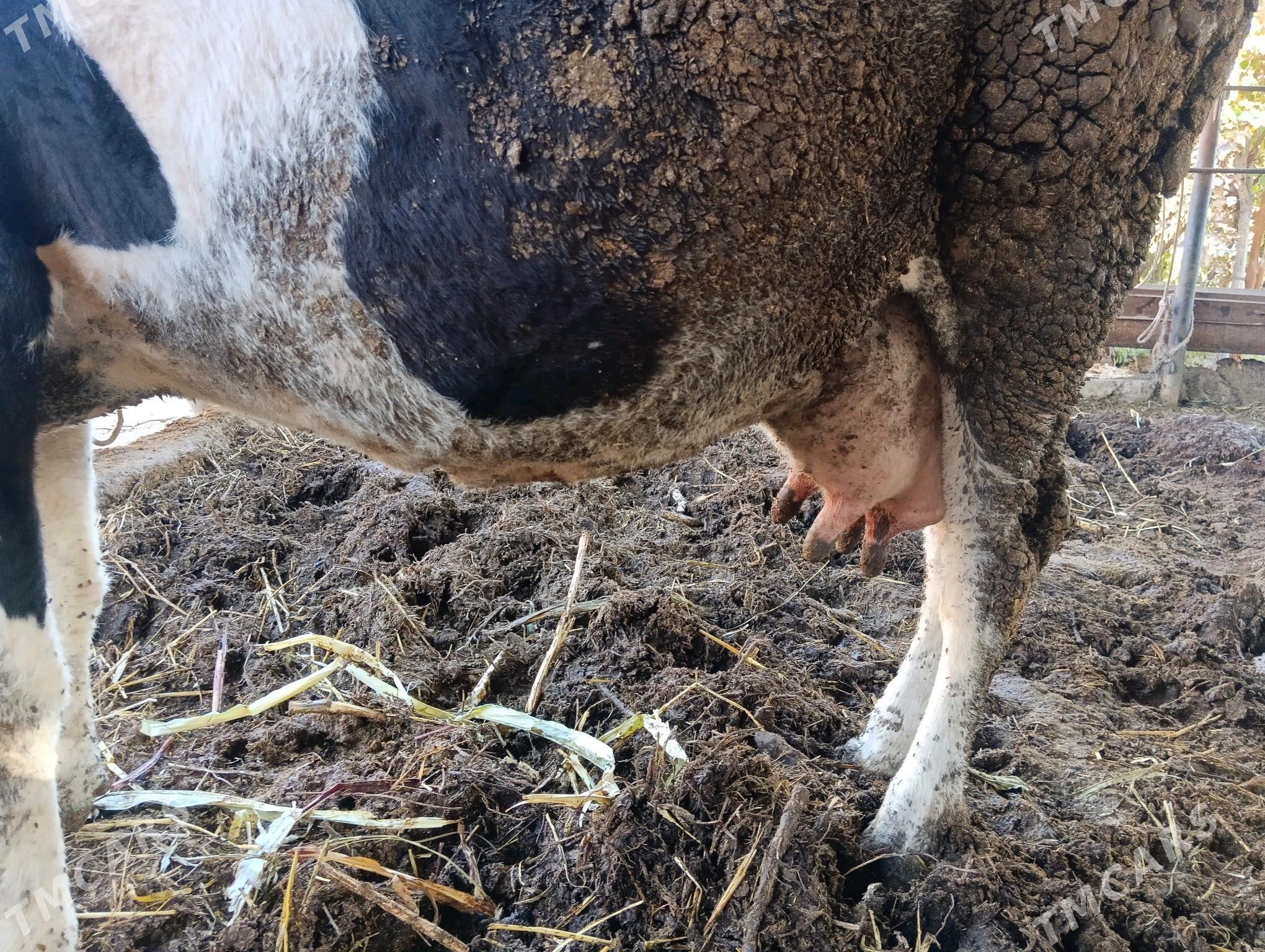 Göleli sygyr - Чарджоу - img 6