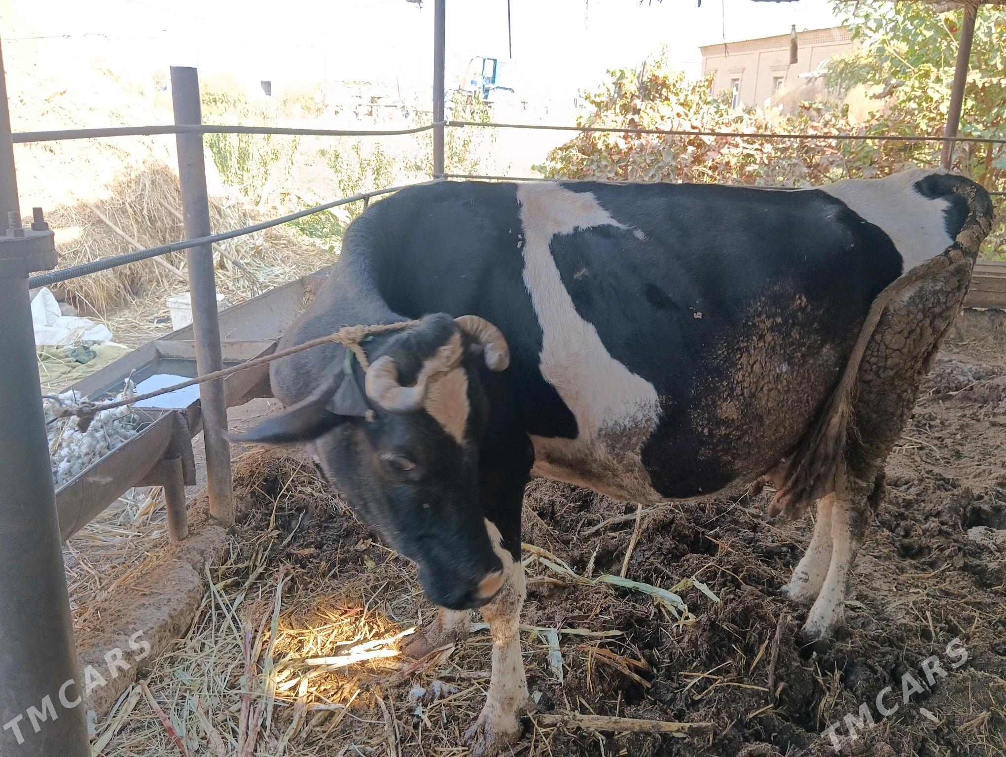 Göleli sygyr - Чарджоу - img 1