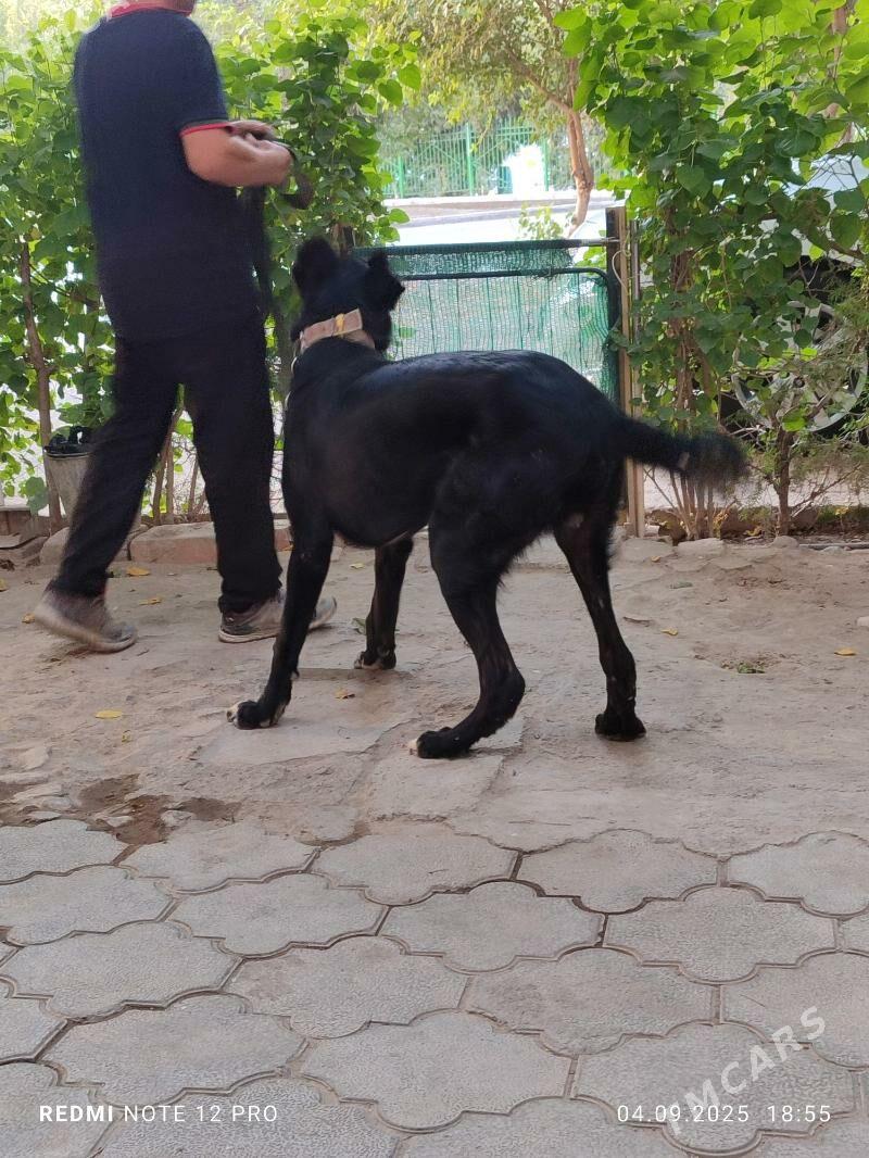 Alabay - Ашхабад - img 3