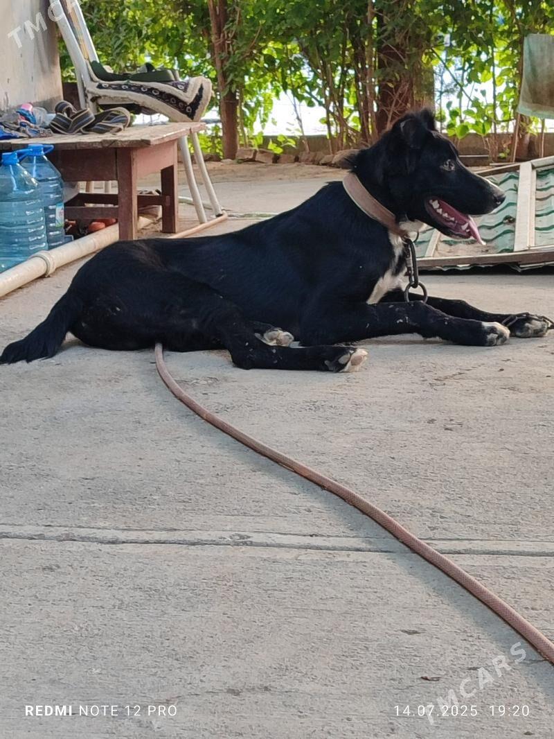 Alabay - Ашхабад - img 2