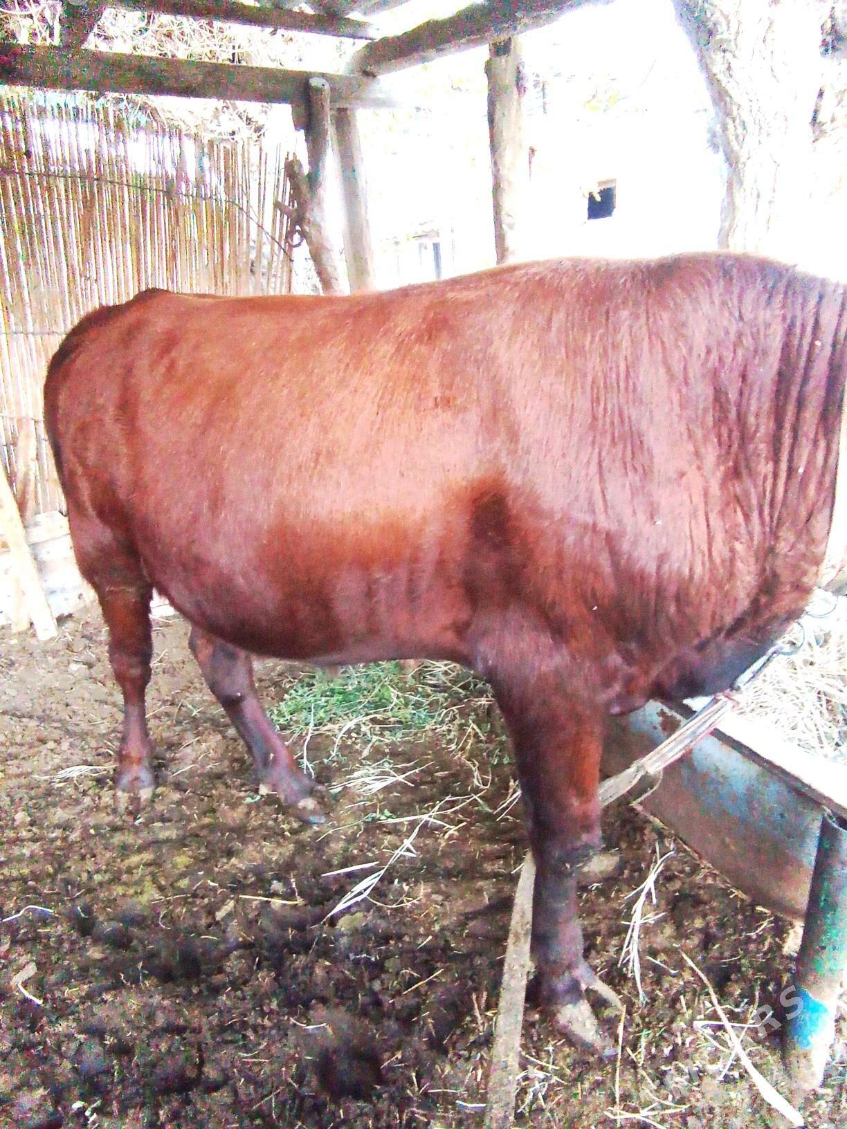 Okuzce - Мары - img 5