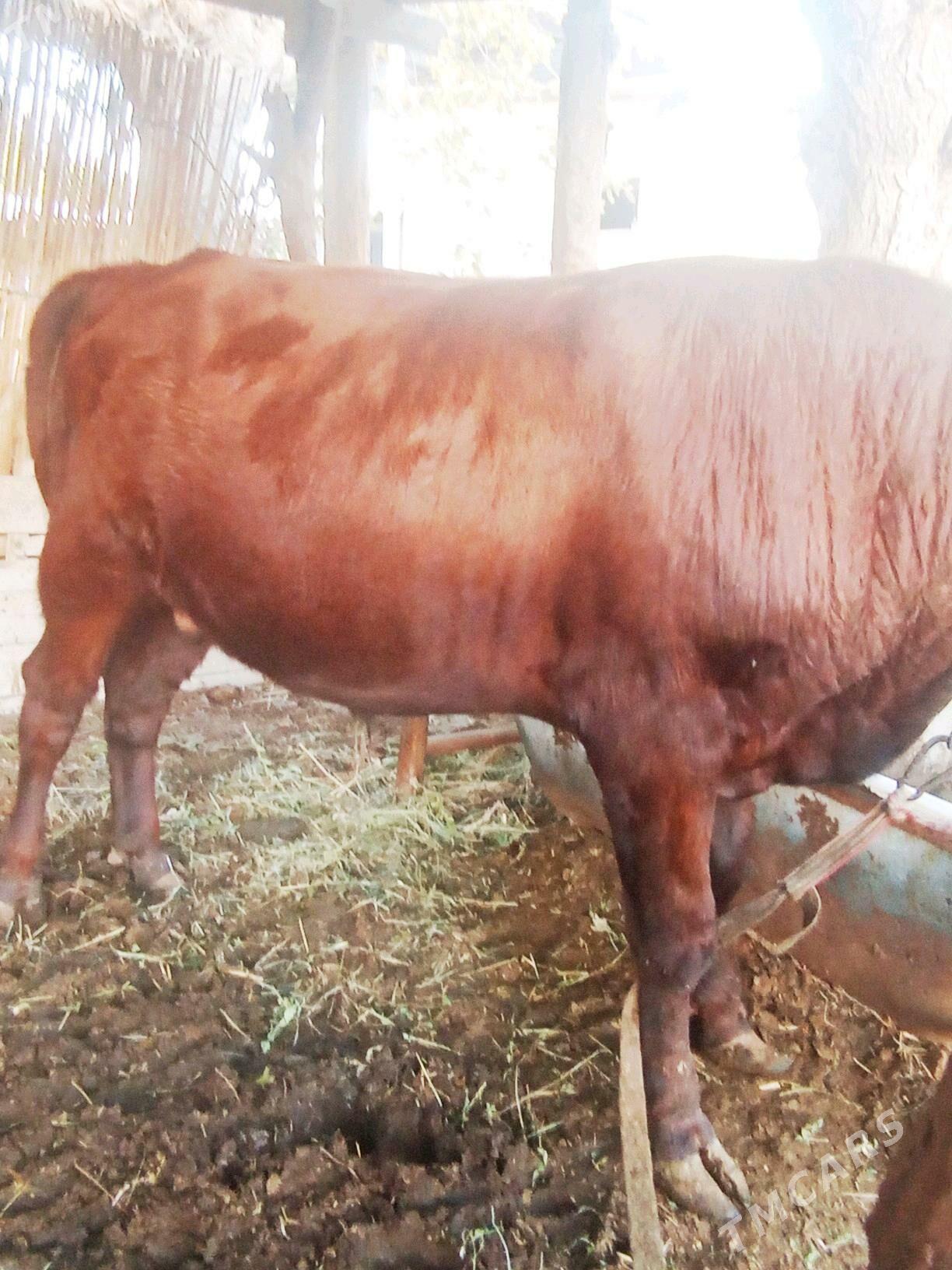 Okuzce - Мары - img 3