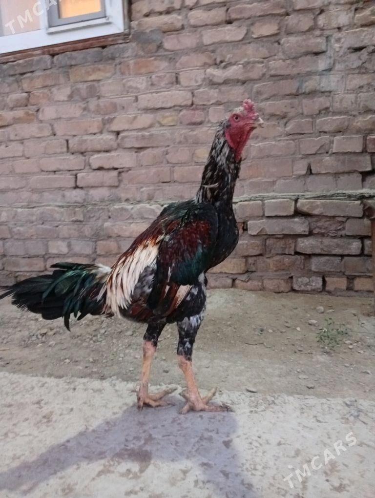 baysy horaz - Çärjew - img 3