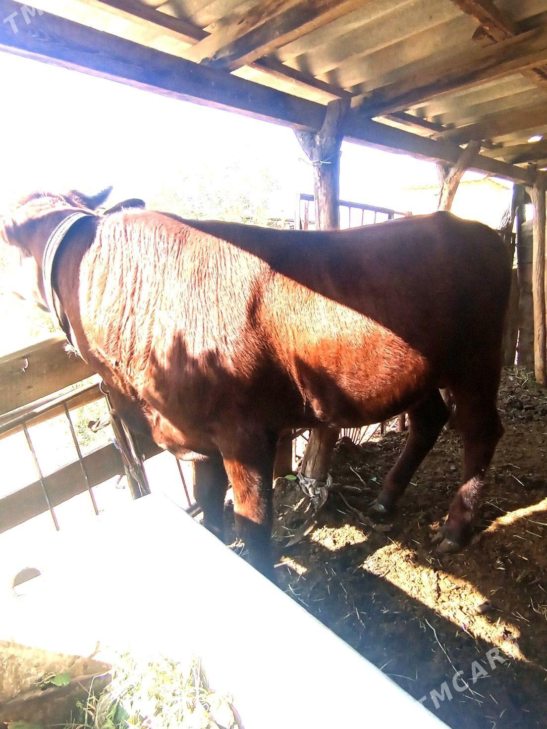 Okuzce - Мары - img 7