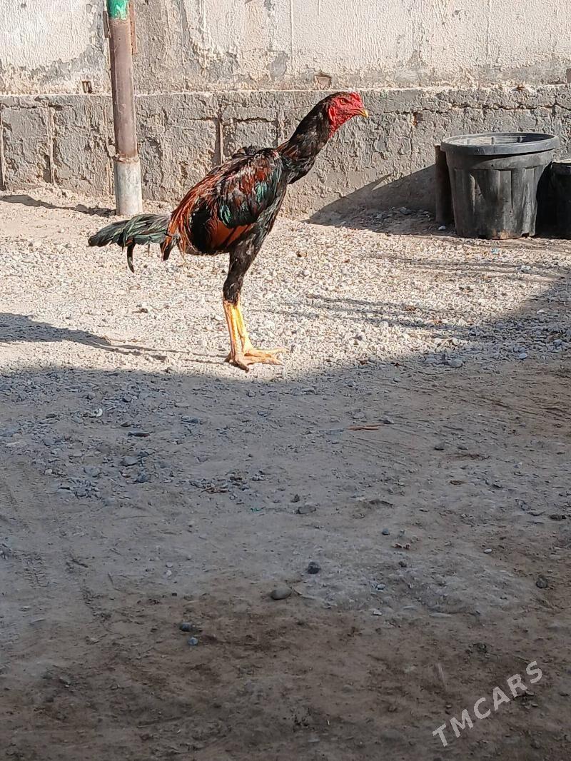 tasgent juje - Aşgabat - img 2