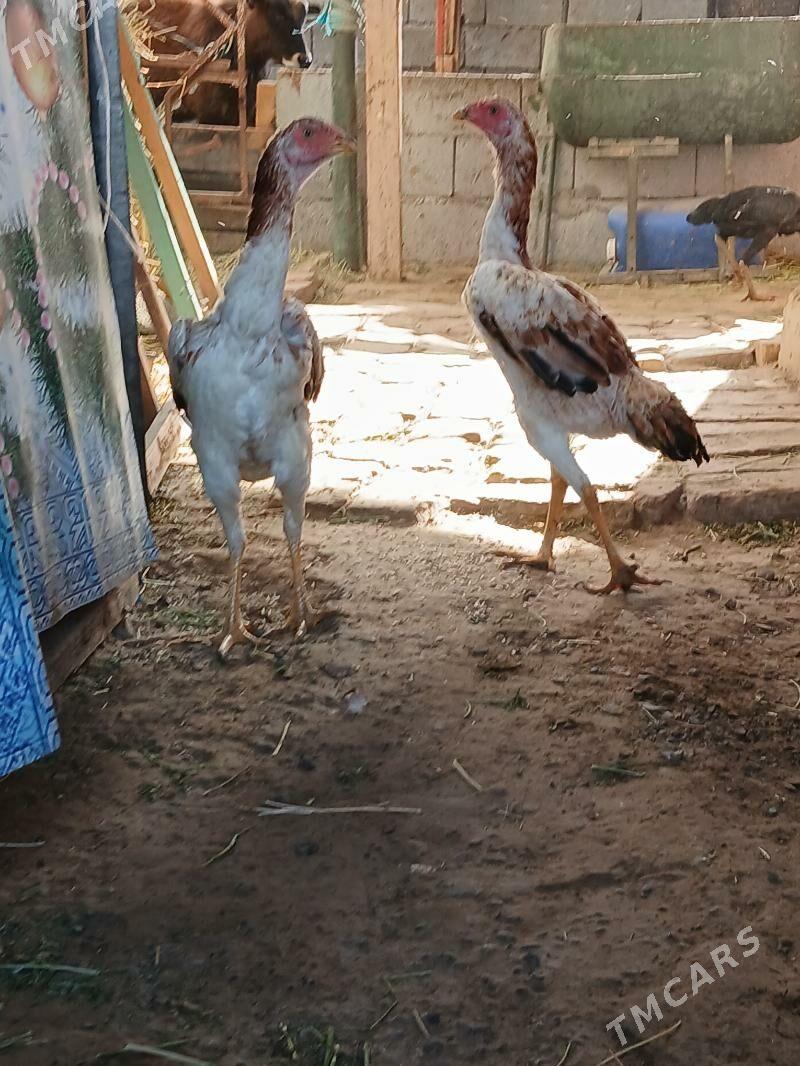 tasgent juje - Aşgabat - img 3