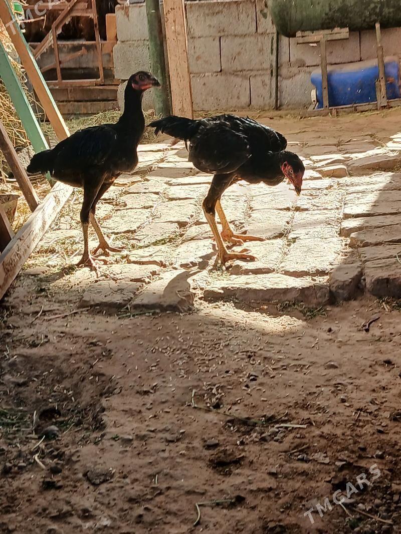 tasgent juje - Aşgabat - img 5