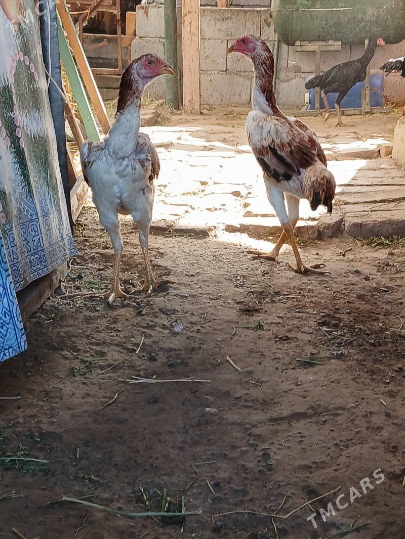 tasgent juje - Aşgabat - img 4