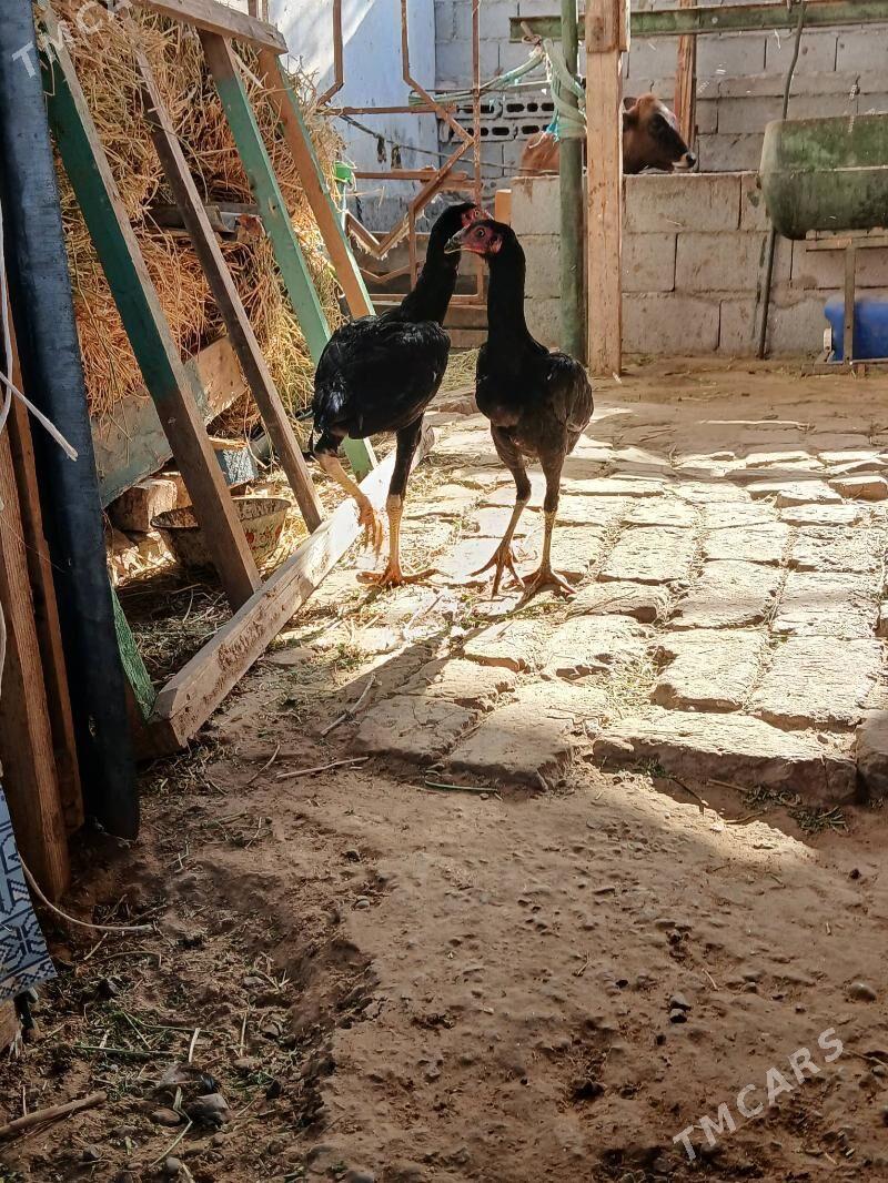 tasgent juje - Aşgabat - img 6