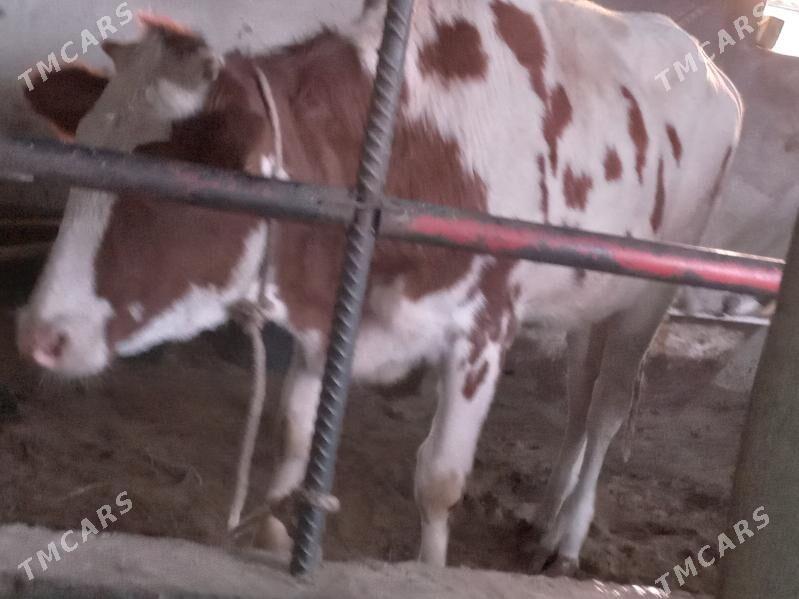 okiz.tuwe - Бузмеин - img 4