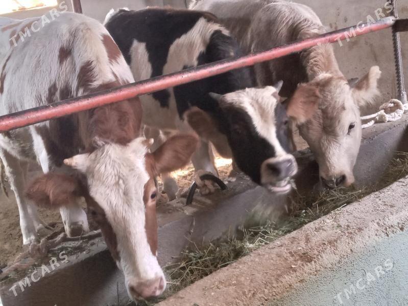 okiz.tuwe - Бузмеин - img 3