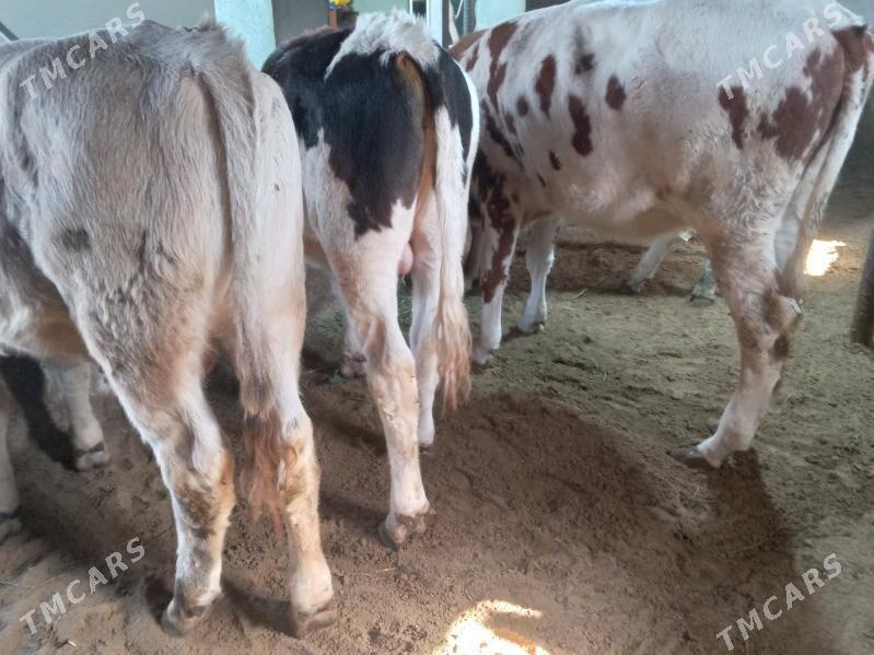 okiz.tuwe - Бузмеин - img 5