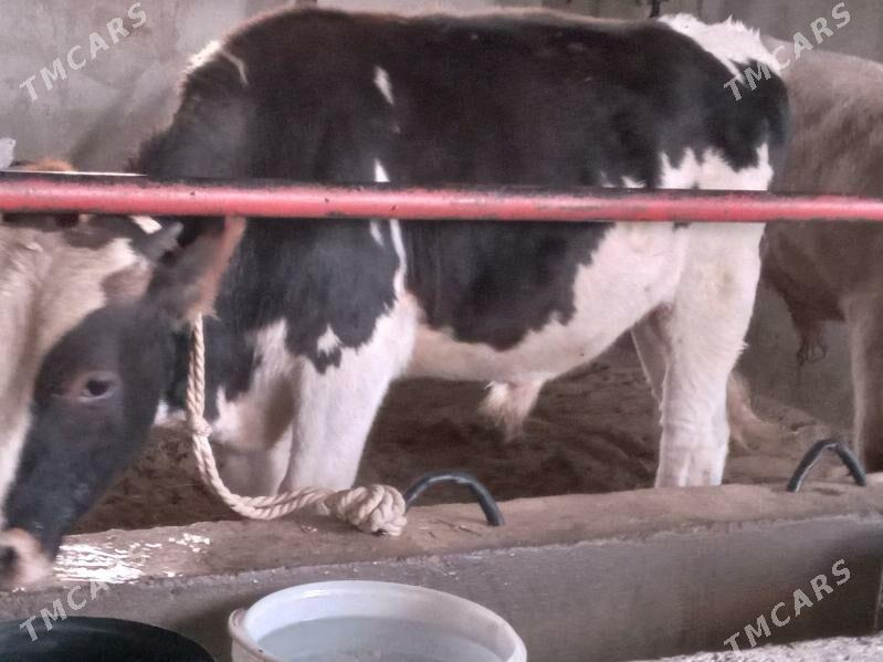 okiz.tuwe - Бузмеин - img 2