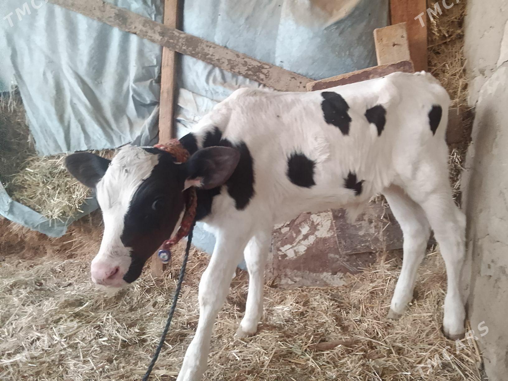 gole - Bäherden - img 4