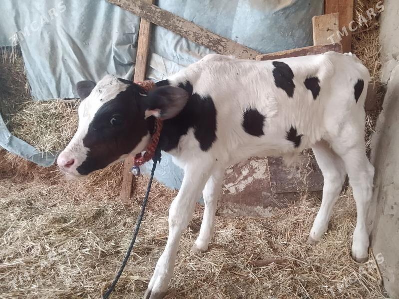 gole - Bäherden - img 1