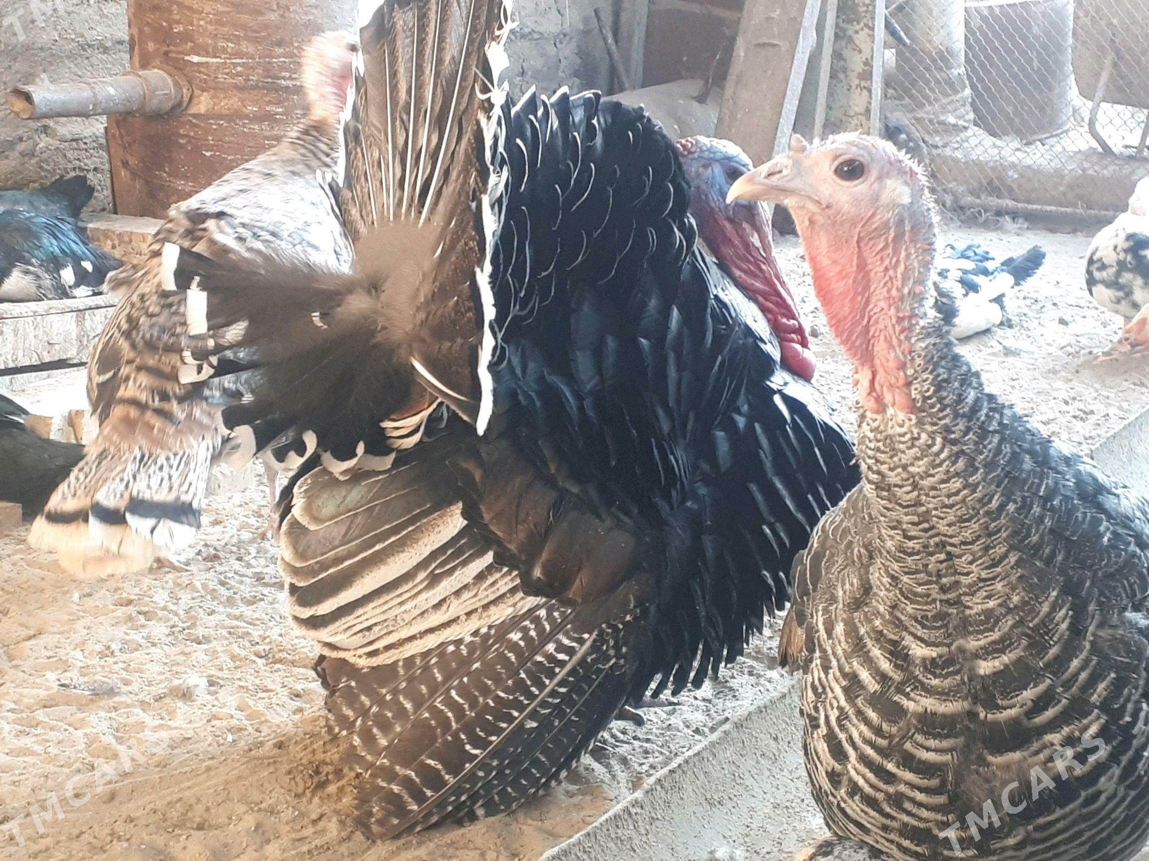 Indýuk - Гумдаг - img 1