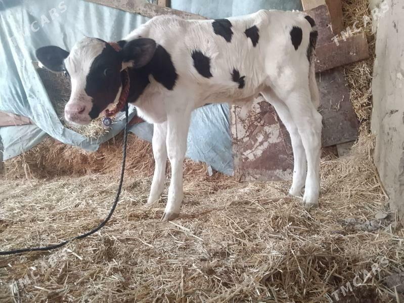 gole - Bäherden - img 3